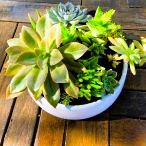 Succulent - Belly Bowl