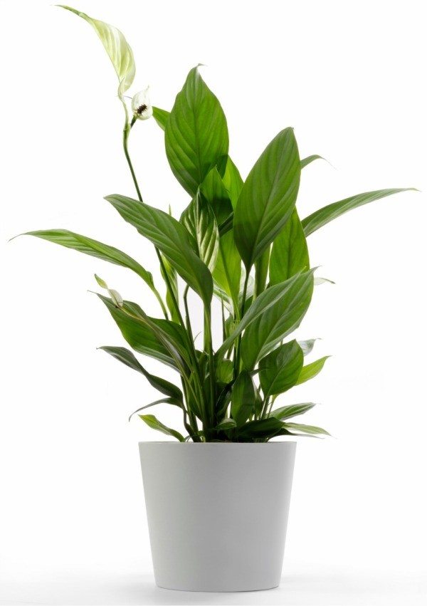 Peace Lily