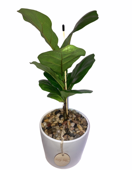 Fiddle Leaf Fig - Medium