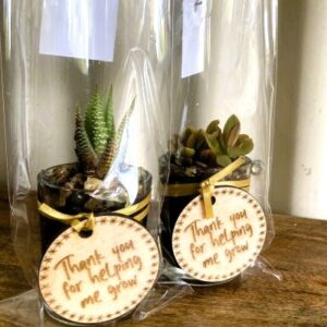 Tea light size Baby Succulents