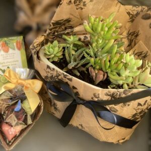Succulent Pot & Chocolates